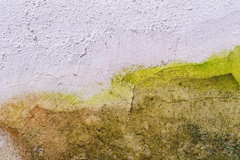 Mancha de humedad en la pared de una vivienda, defecto reclamable al promotor o vendedor